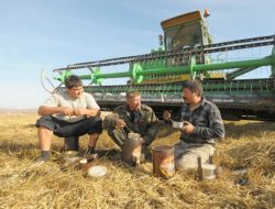 Rusya’da Tahıl Rekoltesi 2012’de %15 Düştü