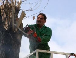 Çankaya'da 5 Bin Ağaç Budandı, Çıkan Odunlar Fakirlere Yakacak Olacak