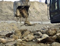 Tır'daki 140 Küçükbaş Hayvan Havasızlıktan Telef Oldu