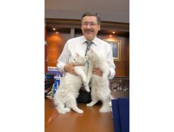 Gökçek, Dünya Belediye Başkanlığı’na Aday