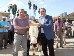 Dede Korkut Şöleni'nde Buzağılar Görücüye Çıktı