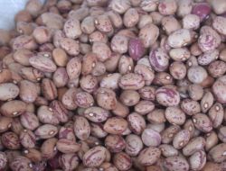 Ramazan Yaza Denk Gelince Kuru Baklagile İlgi Azaldı