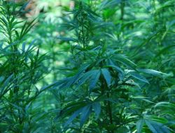 Kenevir Tarlalarına Helikopterli Operasyon