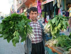 Şifa Kaynağı Tirşik Pancarı Tezgâha Çıktı!!