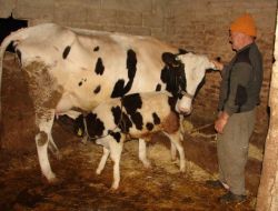 Masüb, Komşu 5 İlçeye Süt Desteklemesi Yardımı İçin Tüzük Değişikliği İstedi