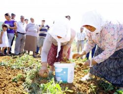 Muğla'da Yerli Patates Üretimine Başlandı