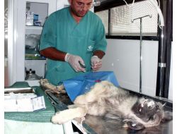 Orduzu'nda Sokak Köpekleri Kısırlaştırılıyor