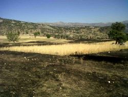 55 Dönüm Arazi Ve Orman Yandı, 1 Dönümlük Ekin Tarlasına Kıvılcım Bile Sıçramadı