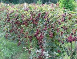 Karadeniz Çiftçisi, Fındığa Alternatif Olarak Böğürtlen Üretiminin Desteklenmesini İstiyor