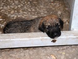 Belediye Veterinerlik Müdürlüğü, Anneleri Ölen Yavrulara Biberonla Bakıyor