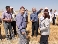 Dere Islahı 5 Milyon Liralık Ürün Kaybını Önleyecek