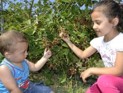 Böğürtlen Tarlasından Bu Yılın İlk Mahsulleri Toplanmaya Başladı