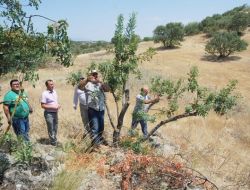 Sındırgı'da Çitlembik Ağaçlarına Yapılan Antep Fıstığı Aşıları Kontrol Edildi