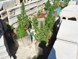 Saksıda Yetiştirilen 500 Kök Hint Keneviri Ele Geçirildi