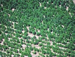 Uyuşturucu Tarlalarını Bombalarla Koruyorlar