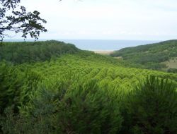 İstanbul Artık Daha Yeşil