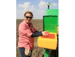 MISIRDA HASAT HAZIRLIĞI