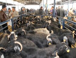 Burdur’da Canlı Hayvan Pazarları Yeniden Açıldı