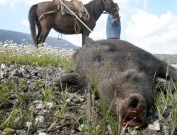 Aç Kalan Domuzlar Pamuk Tarlalarına Dadandı