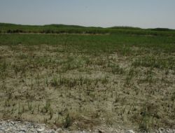 Hoca’nın Maya Çaldığı Gölün Suyu Azalmaya Devam Ediyor