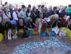 Zonguldak Ereğli'de Hamsi Festivali'nde 15 Ton Hamsi Dağıtıldı