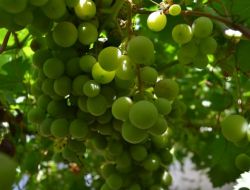 Ziraat Odası Başkanı: Kuru Üzüm Şifa Kaynağımızdır