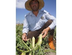 Pasinler'de Dolu, Patates Ve Ayçiçeği Tarlalarını Vurdu