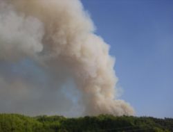 Silivri'de orman yangını