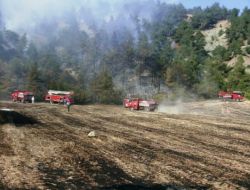 Taraklı'da Orman Yangını