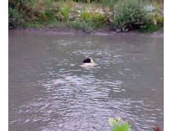 Derede Mahsur Kalan Koyunu Sivil Savunma Kurtardı