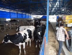 Çiftlik Kurdu, El Değmeden Süt Üretiyor