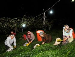 Ampulle Aydınlattıkları Çay Bahçesinde Sahura Kadar Çay Topluyorlar