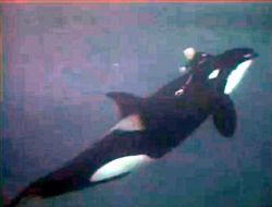 Katil Balina Eğitmeni Böyle Ölümden Dönmüş