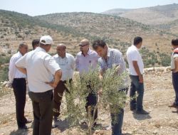 Tika'dan Filistinlilere Zeytin Yetiştiriciliği Eğitimi
