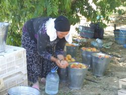 Aşırı Sıcak, Tarım İşçilerinin Mesaisini Değiştirtti