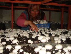 Ramazan'da Kültür Mantarına İlgi, Fiyatları 30 Kuruş Artırdı