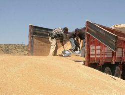 Çiftçiler Buğdayı Tmo’ya Randevu Alarak Satıyor