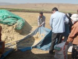 Köylüler Ramazan'da Hasada Devam Ediyor