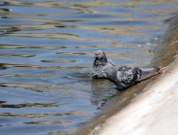 Kayseri’de Termometreler 40 Dereceyi Gösterdi