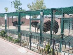 Hayvanat Bahçesinin Sakinleri Fıskiyelerle Serinletiliyor