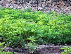 Mardin'de 73 Kg Esrar Ve 68 Bin Adet Kök Hint Keneviri