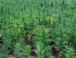 Diyarbakır’da Terör Finansmanına Darbe