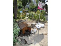 Aktan: Sokak Hayvanlarını Bu Sıcakta Ölüme Terketmeyelim