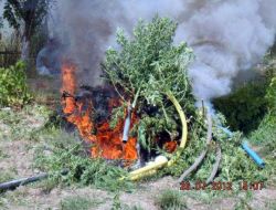 20 Uyuşturucu Tarlasına Operasyon