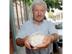 Sulu Tarım Bitkisi Fasulyayı Susuz Yetiştiriyorlar