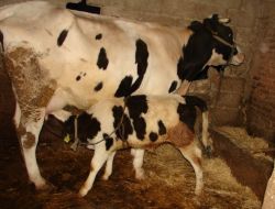 Çiğ Sütte Bakteri Oranının Ab Normlarına Çekilmesi İçin Üretici Eğitilecek