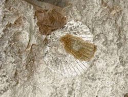 Bitlis’te Mermer Kazısında Deniz Ürünü Fosilleri Bulundu