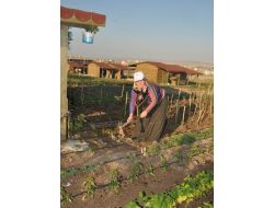 Emeklilerin Yeni Gözdesi Hobi Bahçeleri