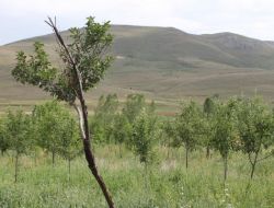 Sulama Problemi Yüzünden 20 Bin Meyve Fidanı Kuruma Tehlikesi Yaşıyor