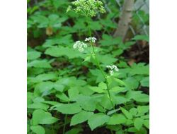'Baldıran Otuyla Şifa Bulalım' Derken, Zehirlenmeyin